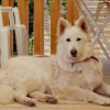 Photo de Pitcha, Berger Blanc Suisse