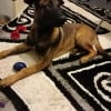 Photo de Locky , Berger Belge Malinois