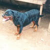 Photo de Dyna 