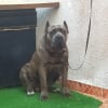 Photo de Cane, Cane Corso
