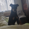 Photo de Junior, Pinscher