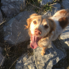 Photo de Filou