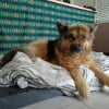 Photo de Skyla, Akita Inu