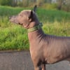 Photo de Ivan, Chien nu mexicain