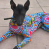 Photo de Quinne, Chien nu mexicain