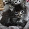 Photo de Toki