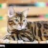 Photo de Bob, Bengal