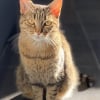 Photo de Akira, Ocicat