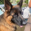 Photo de San Tiki Thaï , Berger Allemand