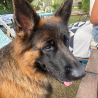 Photo de profil de San Tiki Thaï 