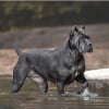 Photo de Tiran de la Licorne noir , Cane Corso