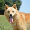Photo de ukko, Spitz Finlandais