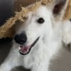 Photo de Tockyo , Berger Blanc Suisse