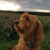 Photo de Sheyla, Griffon fauve de Bretagne