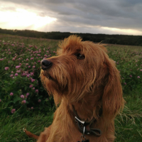 Photo de profil de Sheyla