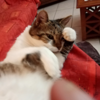 Photo de profil de Tigri 