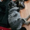 Photo de Blue