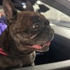 Photo de Raoul, Affenpinscher