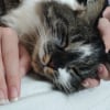 Photo de Cookie , Norvégien