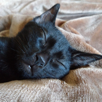 Photo de profil de Nyx