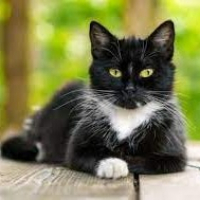 Photo de profil de Comète