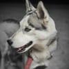 Photo de Umeko, Husky Sibérien