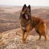Photo de GUCCI, Berger Belge Tervueren