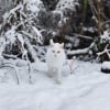 Photo de Snow, Turc de Van