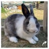Photo de ETOILE, Lapin