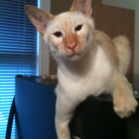 Photo de profil de Tazz 