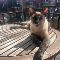 Photo de profil de Mika