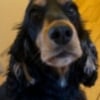 Photo de Olie