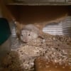 Photo de Kryspie , Gerbille