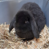 Photo de Reglisse