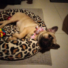 Photo de Ugeth, Bouledogue Français