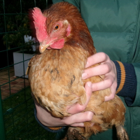 Photo de profil de Roussette