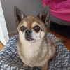 Photo de Cooki , Chihuahua