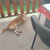 Photo de Plume, Basenji