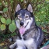 Photo de Orchidée, Husky Sibérien