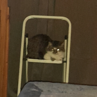 Photo de profil de Câline 