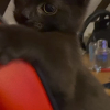 Photo de LUNA