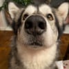 Photo de Mishka