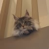 Photo de Évoli , Maine Coon