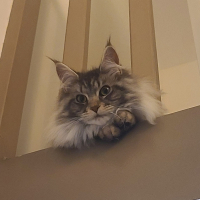 Photo de profil de Évoli 