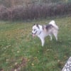 Photo de Karmah, Chien du Groenland