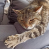 Photo de Gribouille