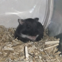 Photo de profil de PUPUCE