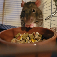 Photo de profil de Gustave 