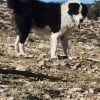Photo de Marzaq, Berger de l'Atlas