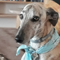 Photo de profil de Tornéro 